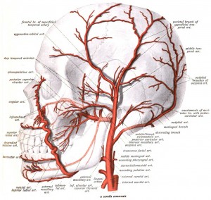 Diagram of head with arteries delivering nutrients to hair follicles.